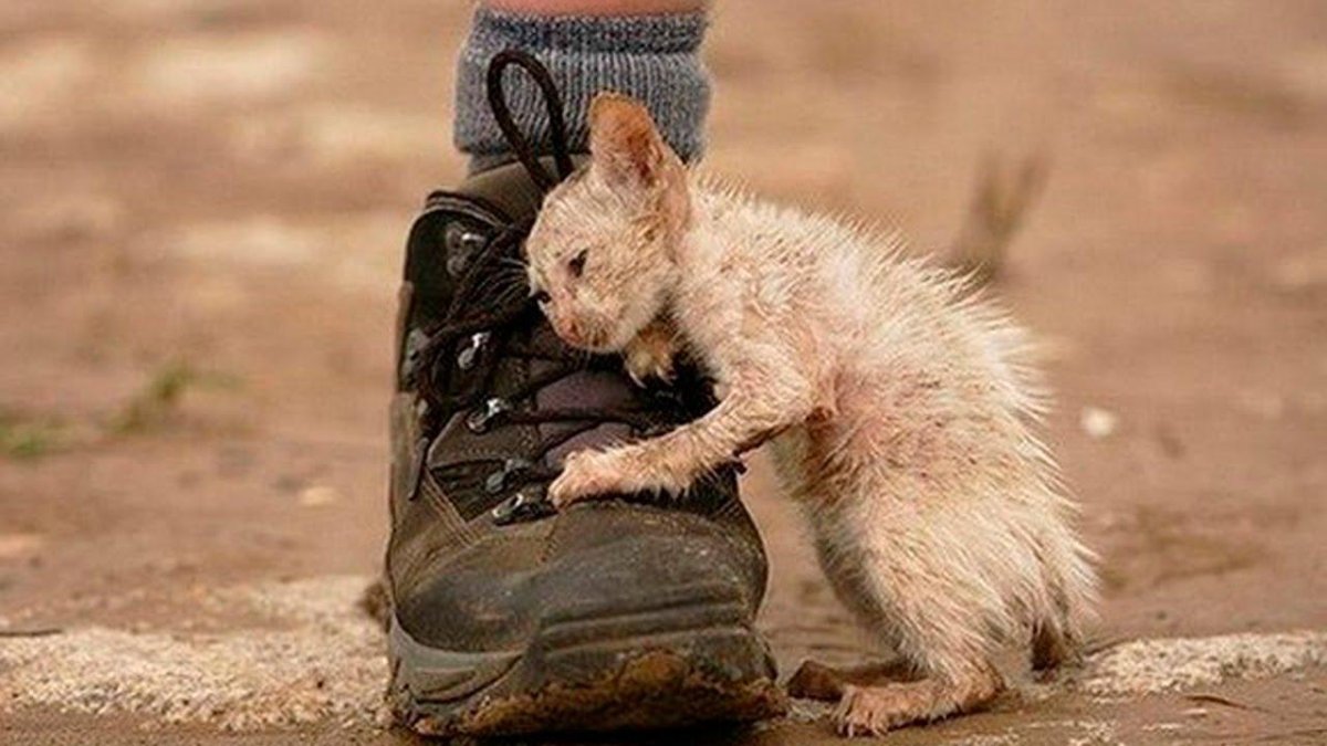 Бедные бездомные коты