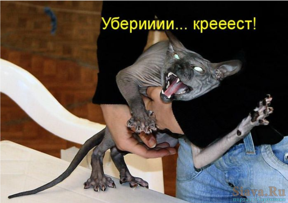 Злой кот юмор