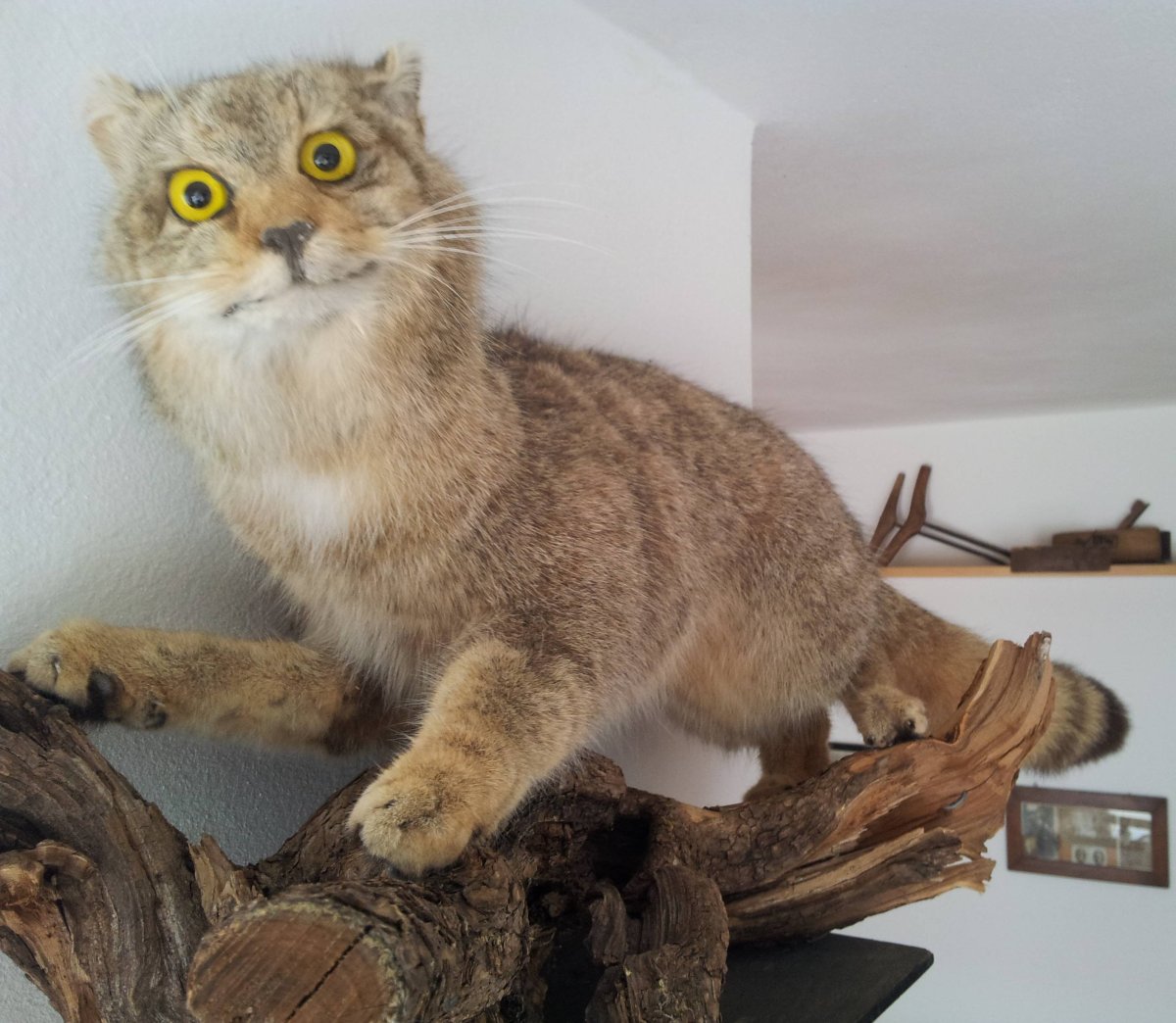 Таксидермия чучела животных