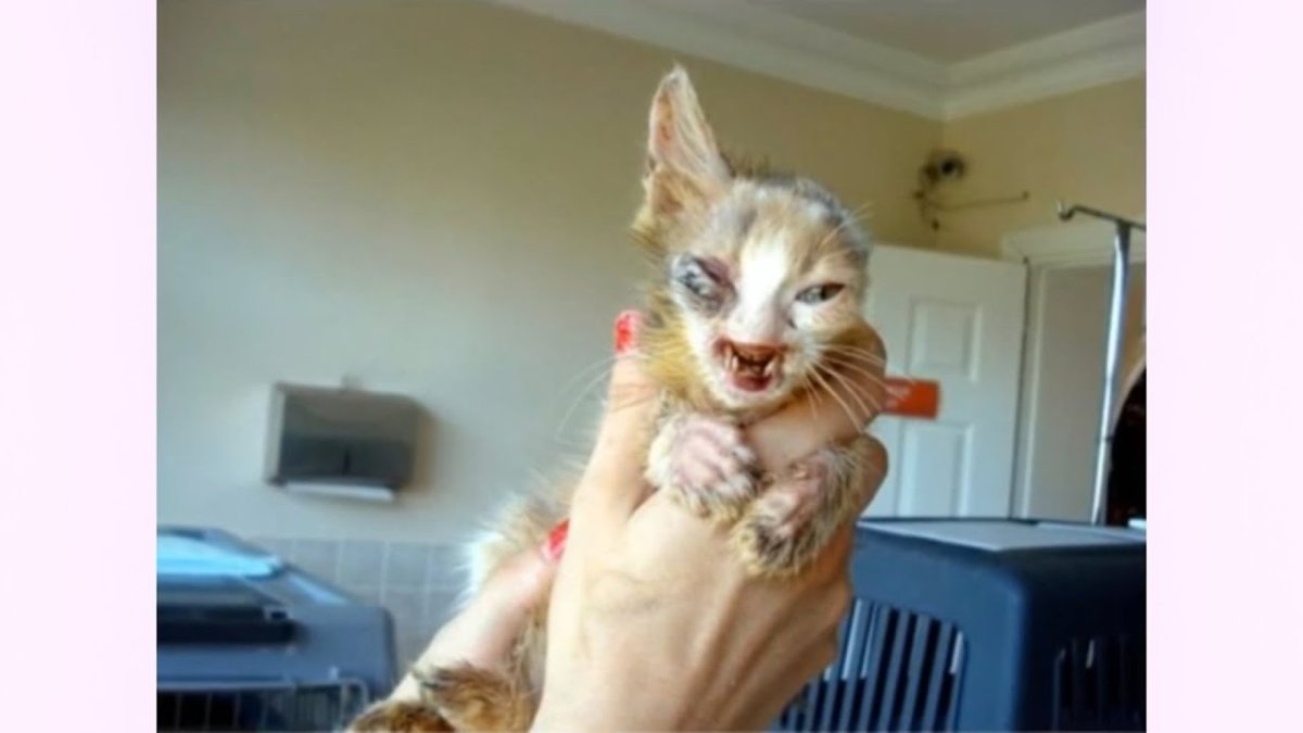 Маленький изуродованный котёнок