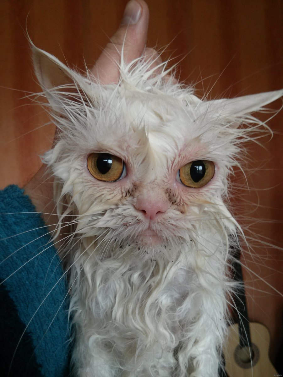 Мокрый котенок