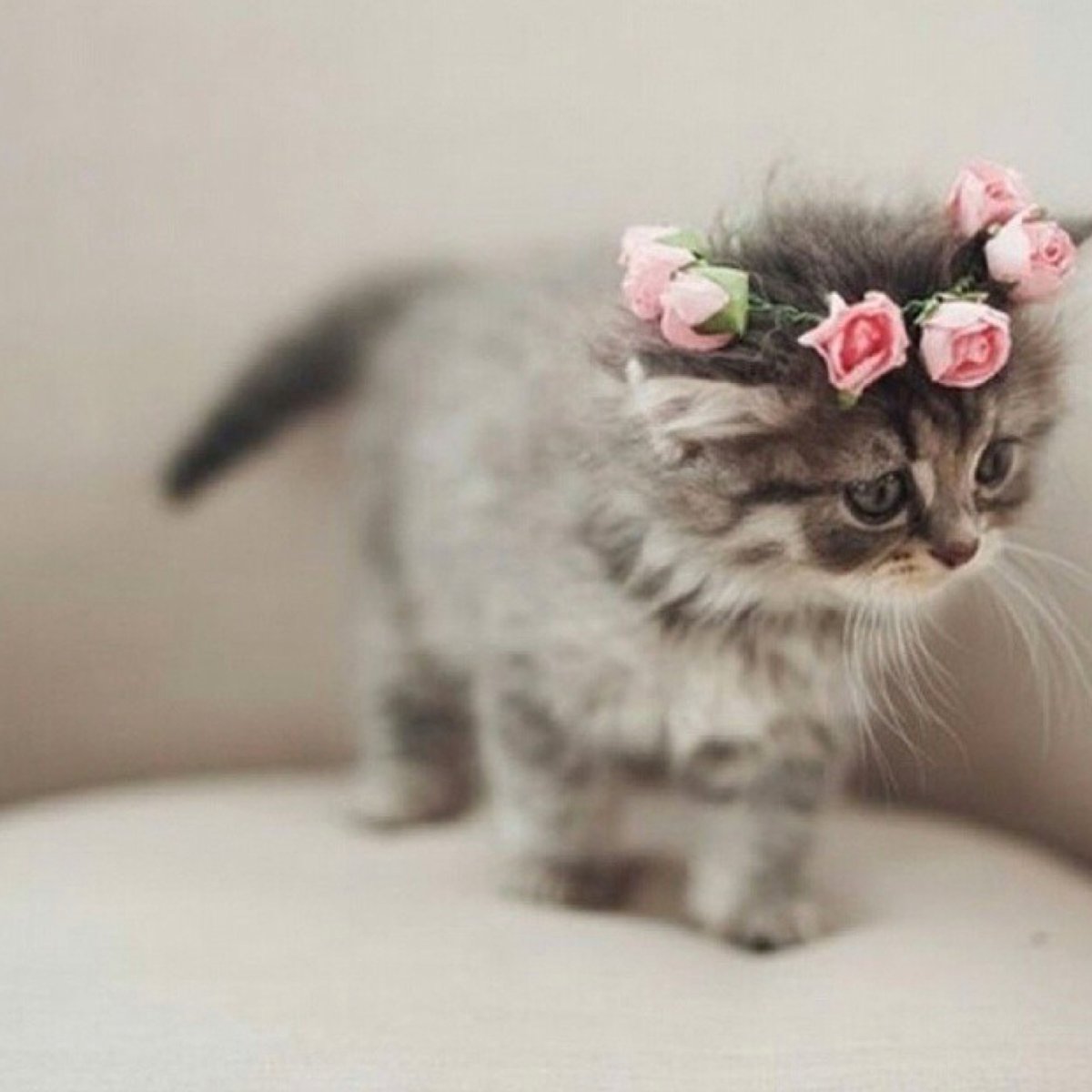 Котенок с бантиком на голове