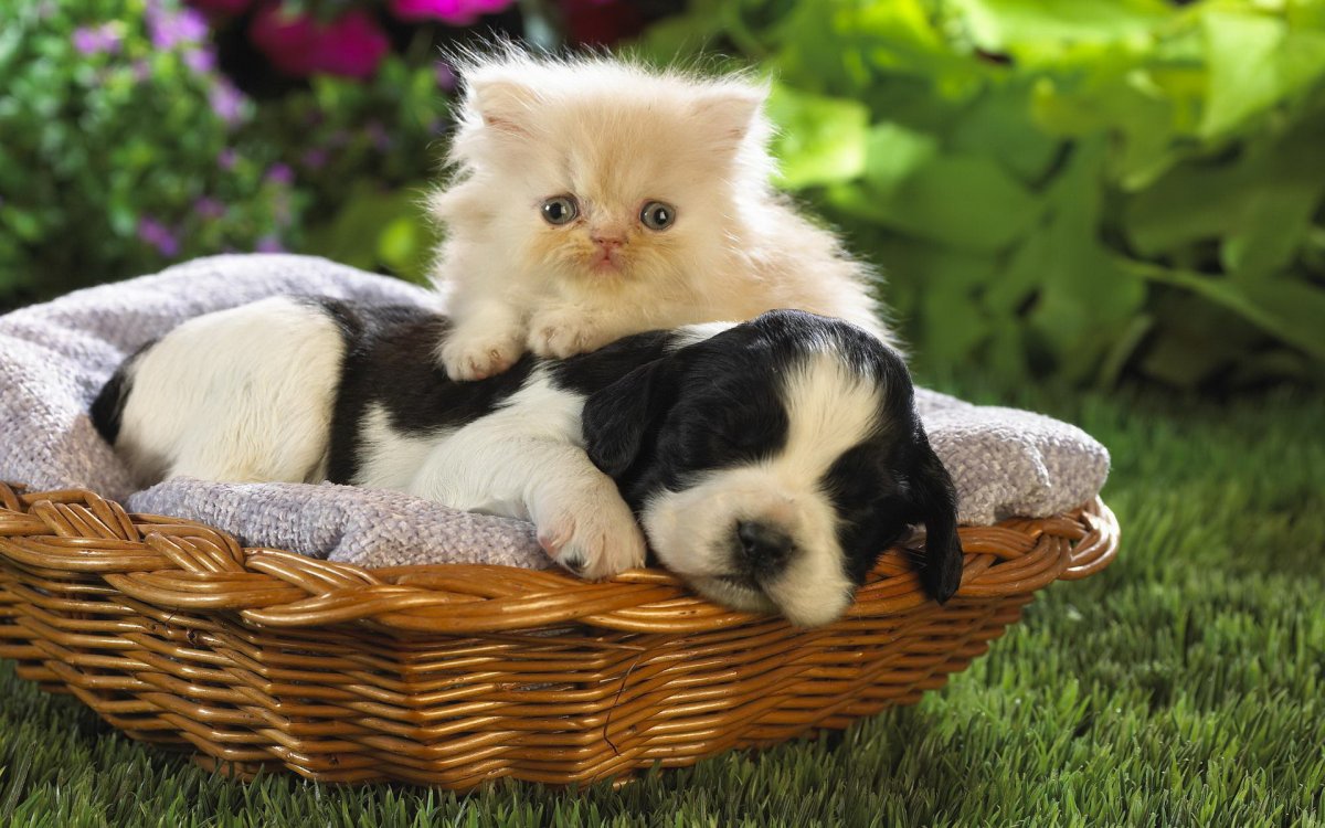 Самые красивые щенки и котята