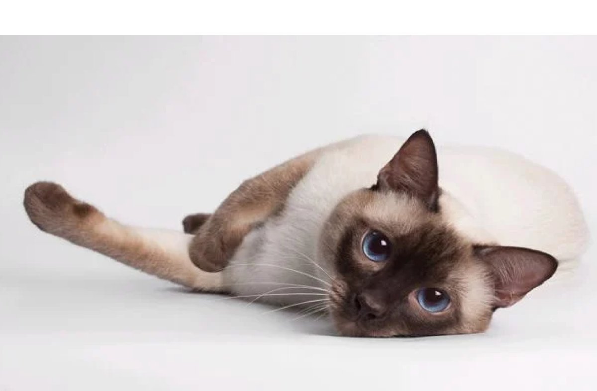 Тайская кошка Айрис