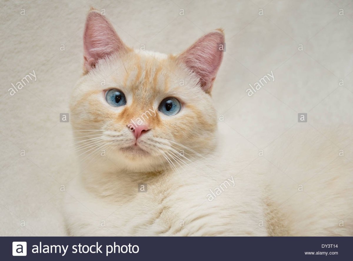 Кремовый сиамский кот