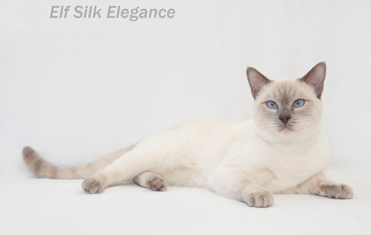 Силк Элеганс питомник