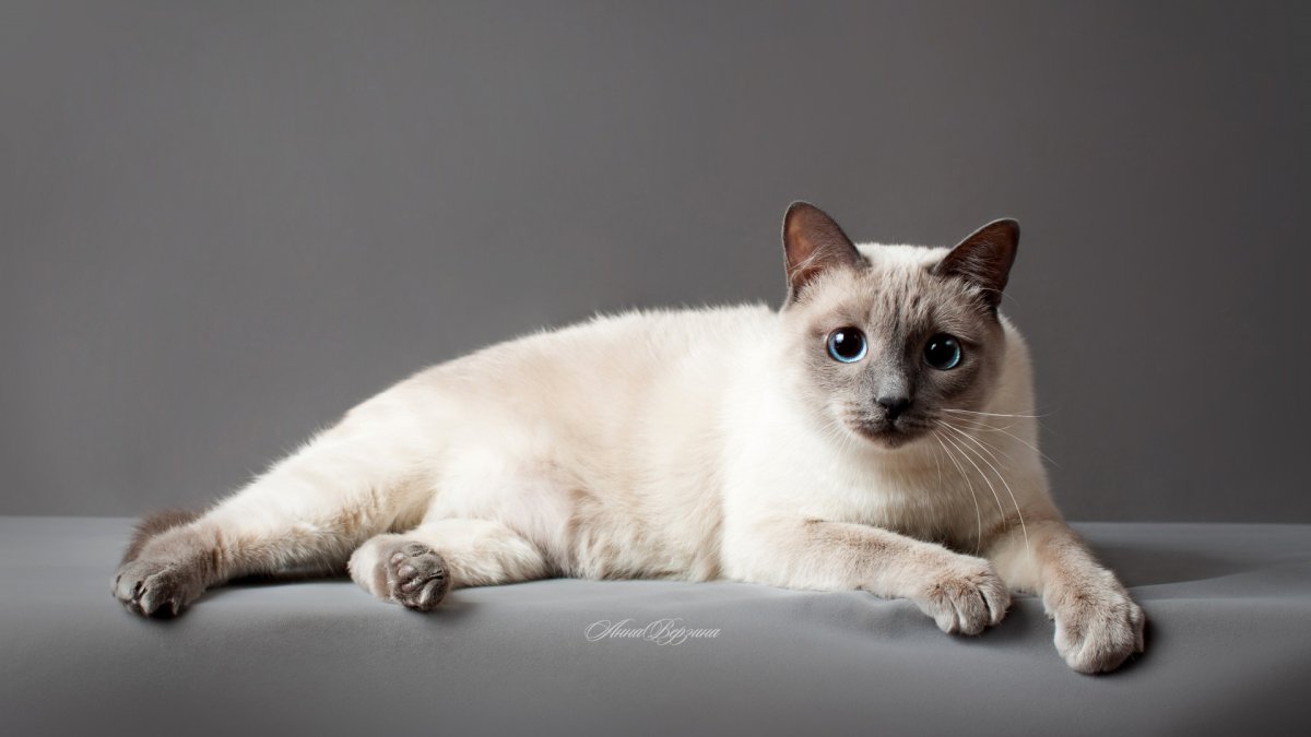 Тайская кошка табби Пойнт