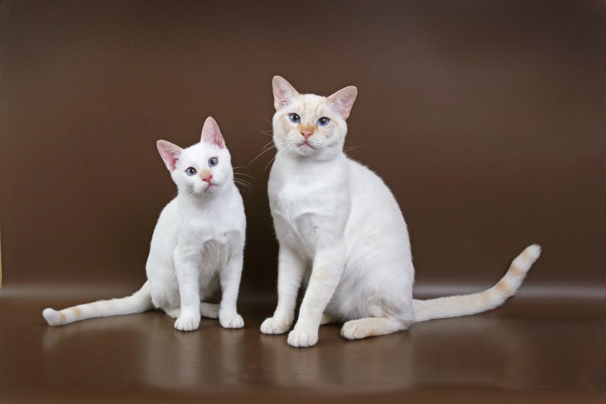 Фавн Пойнт тайская