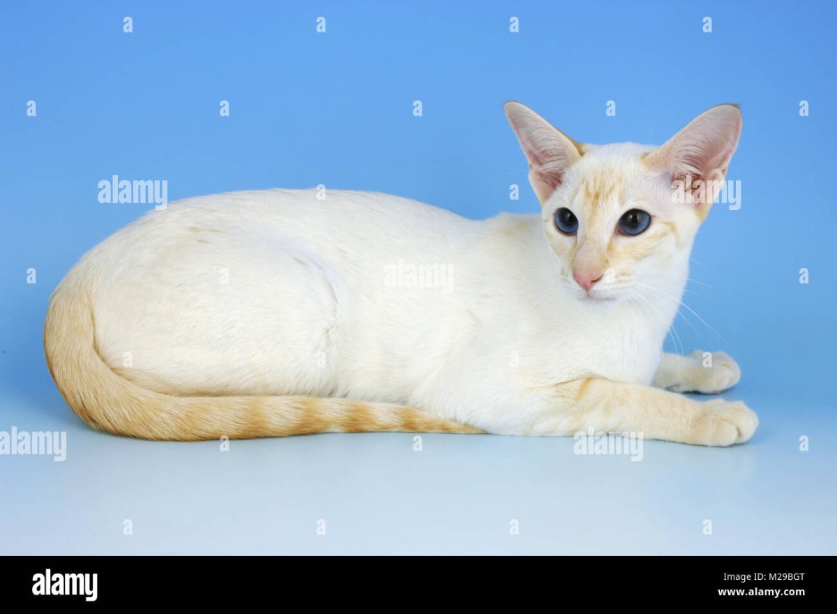 Ориентал окраса ред поинт