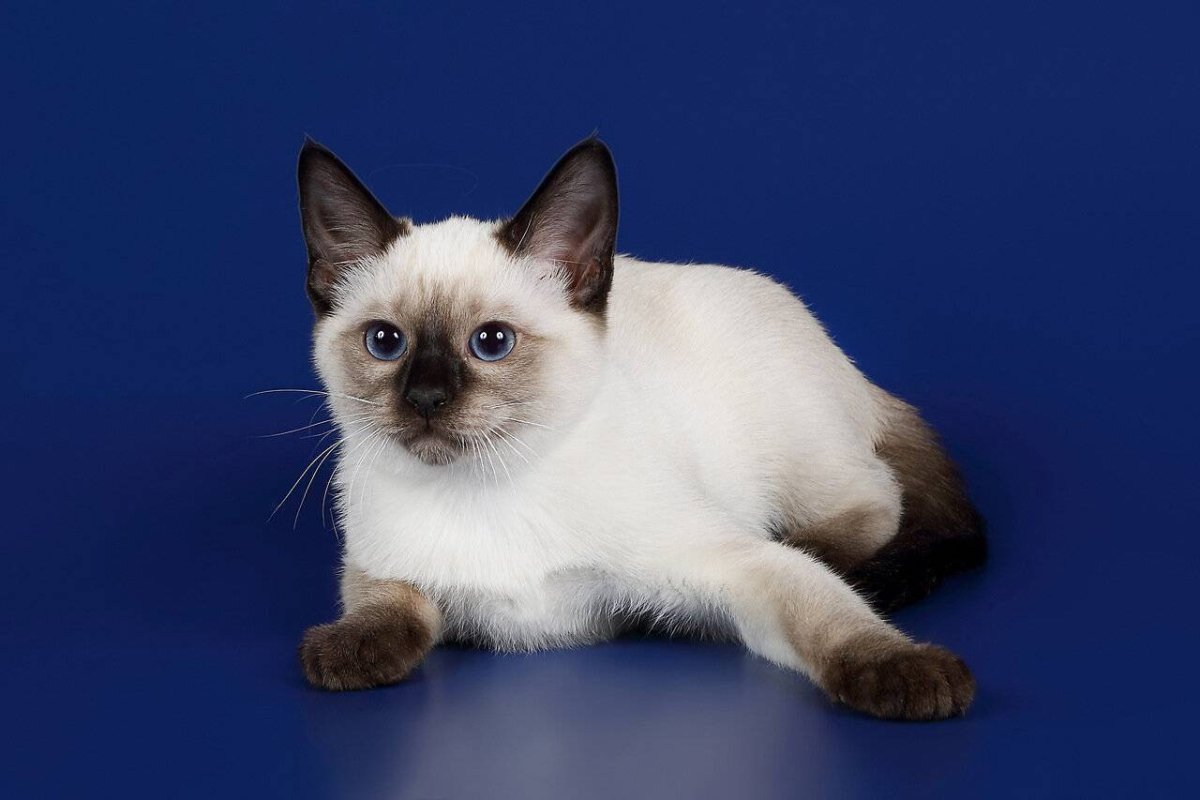Сиамская кошка сил-Пойнт