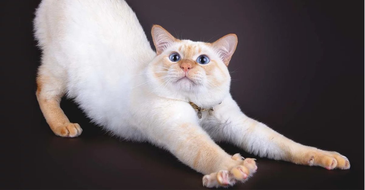 Фелинология породы кошек