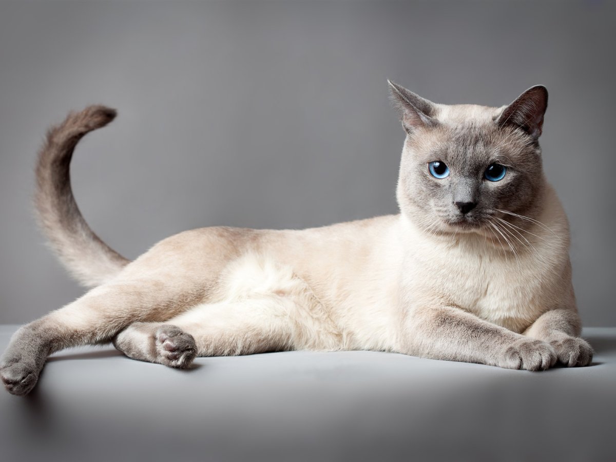 Тайский колор Пойнт