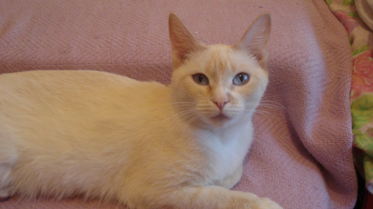 Ред поинт порода кошек с родинками на носу