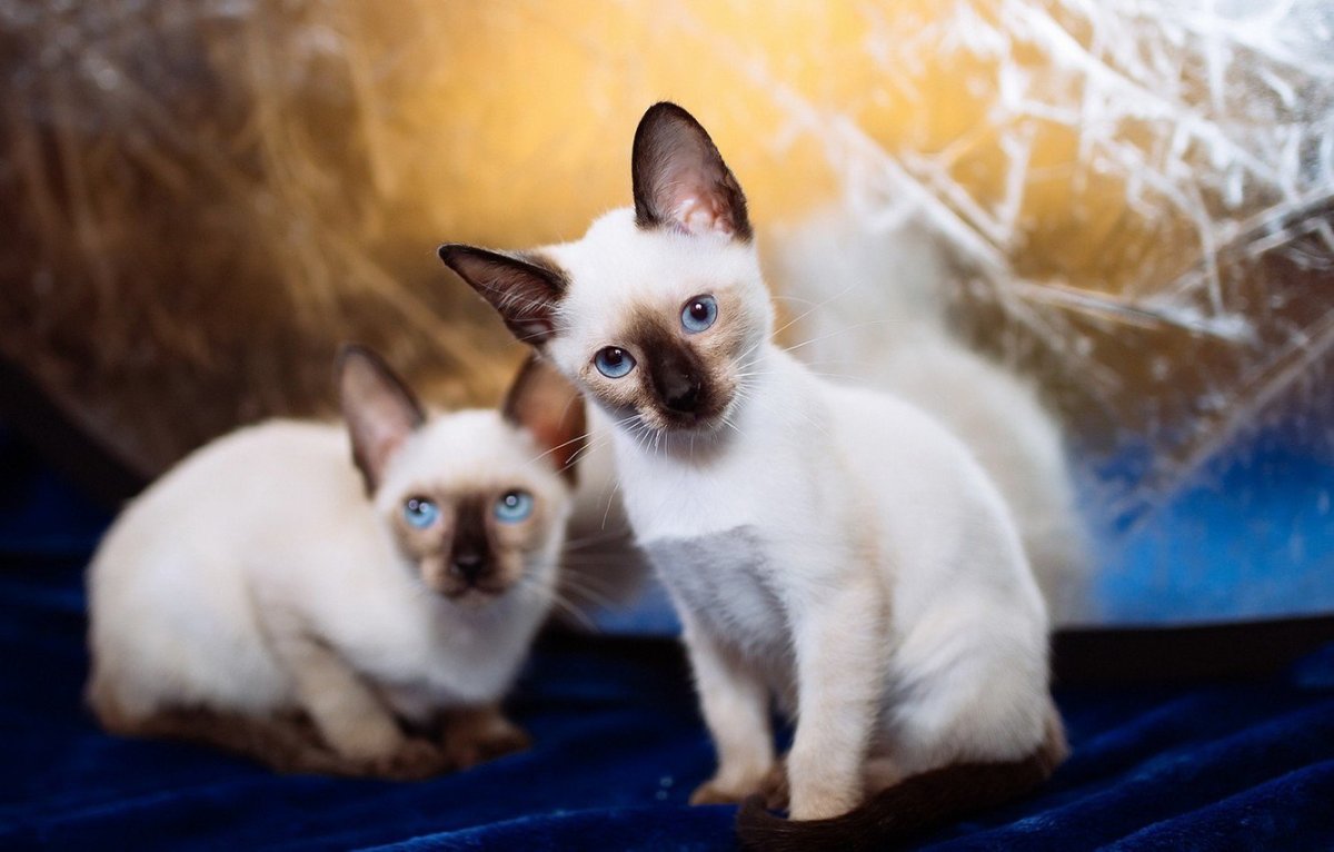 Сиамская и тайская кошка