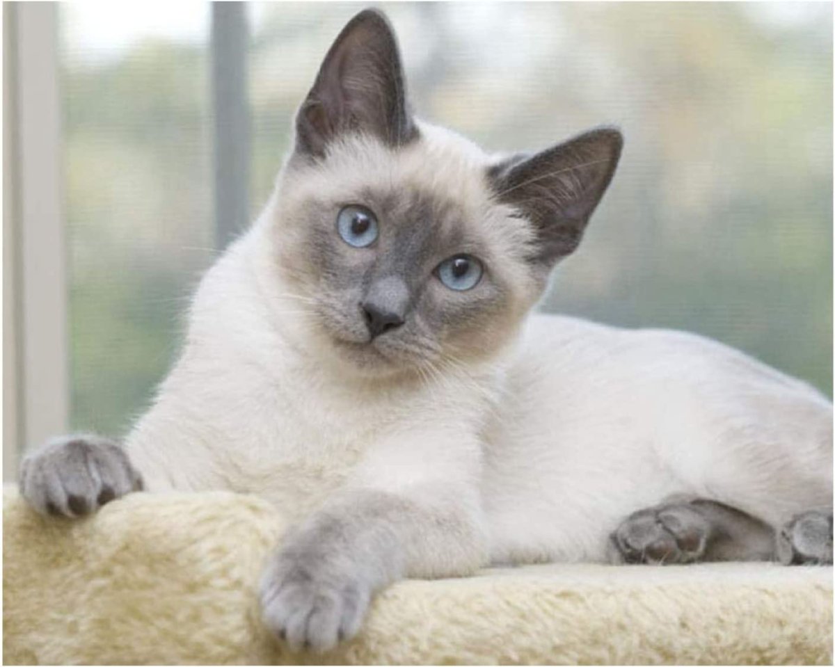 Тайская кошка Блю Пойнт