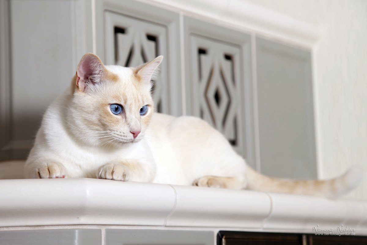 Тайский кот крем Пойнт