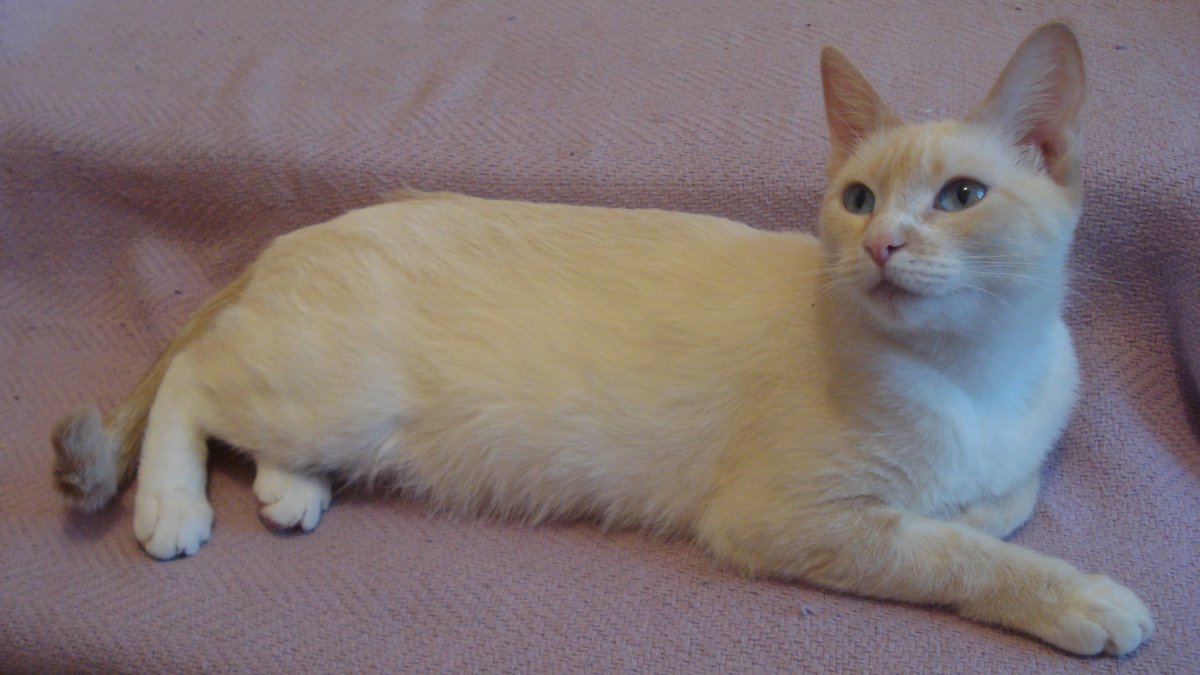 Тайский кот ред поинт