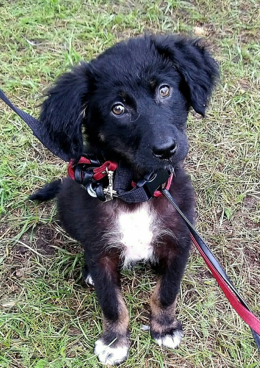 Метис спаниеля