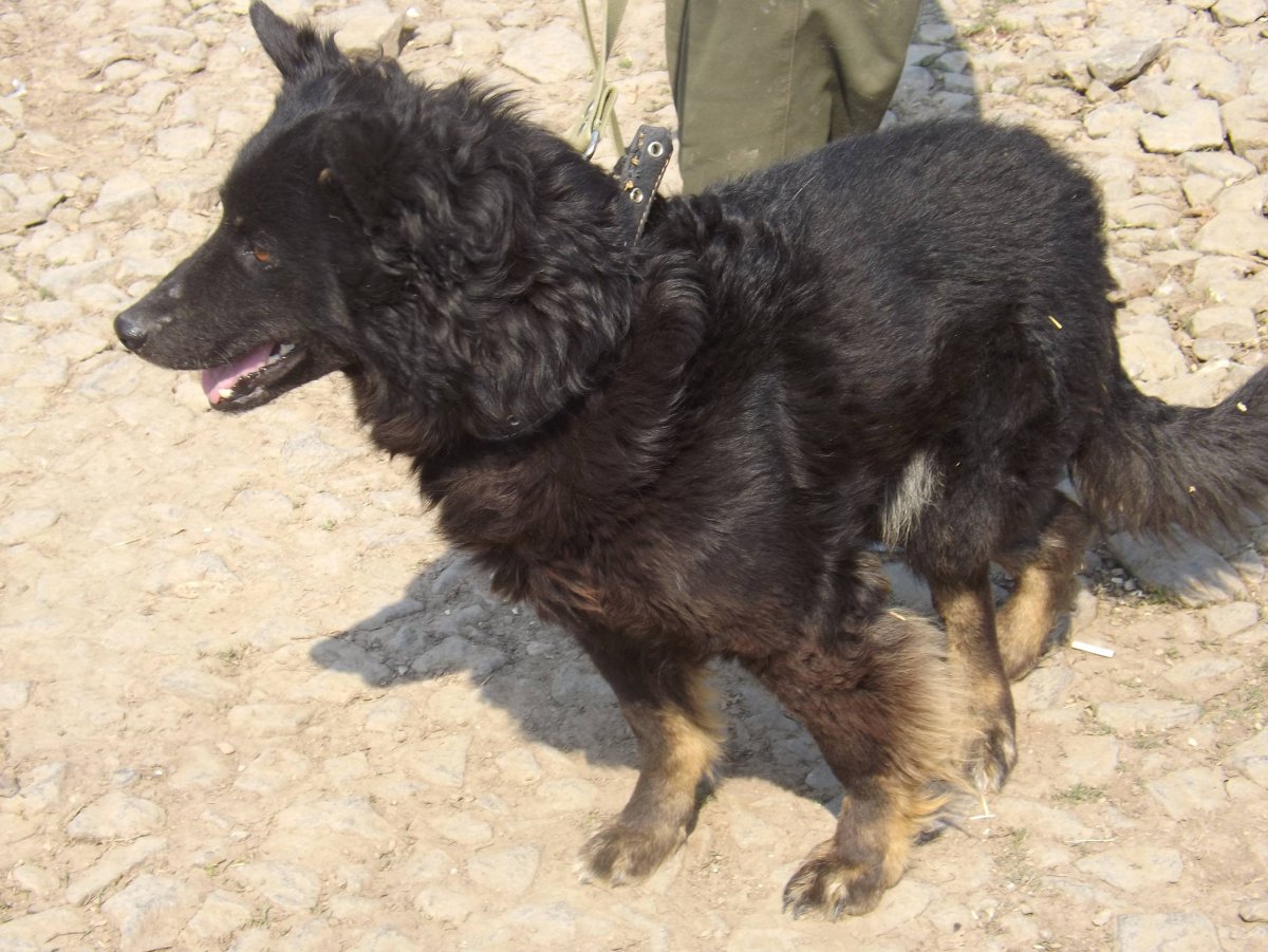 Метис спаниеля и хаски