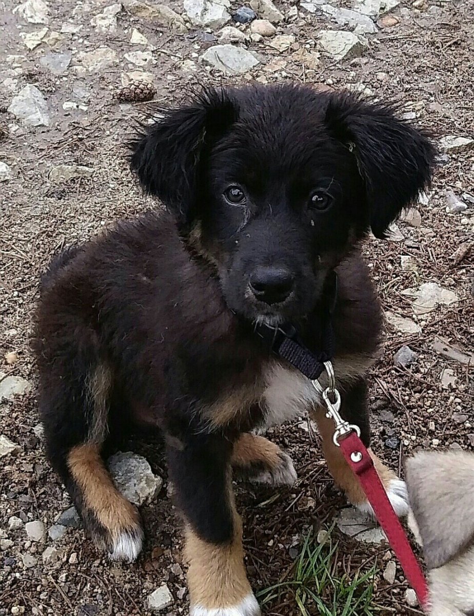 Метис овчарки и спаниеля чёрный