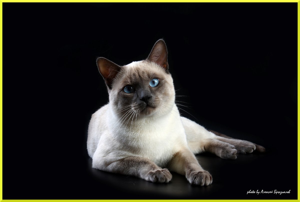 Меконгский бобтейл сил тебби Пойнт