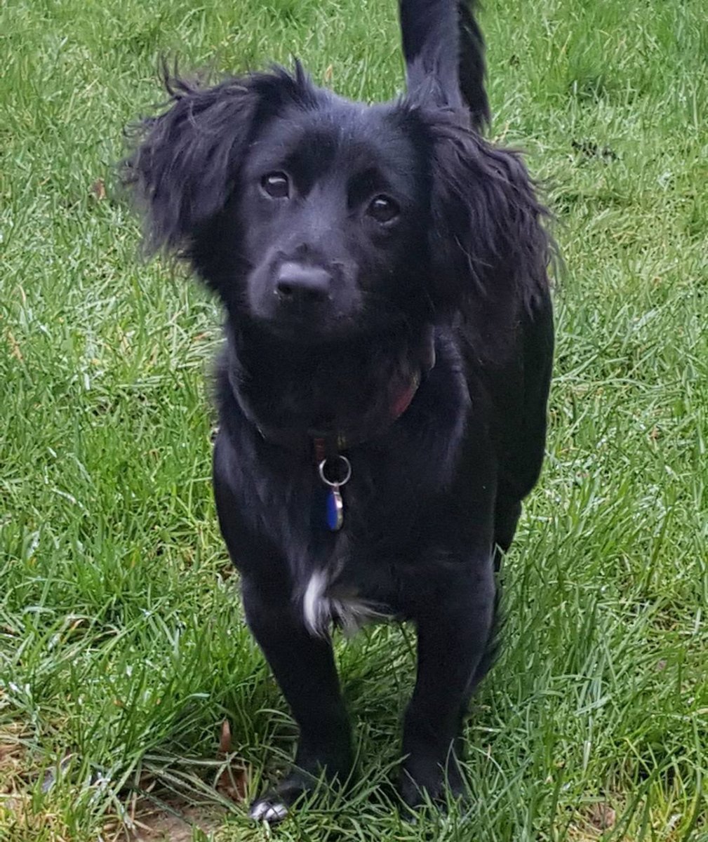 Кокер спаниель помесь