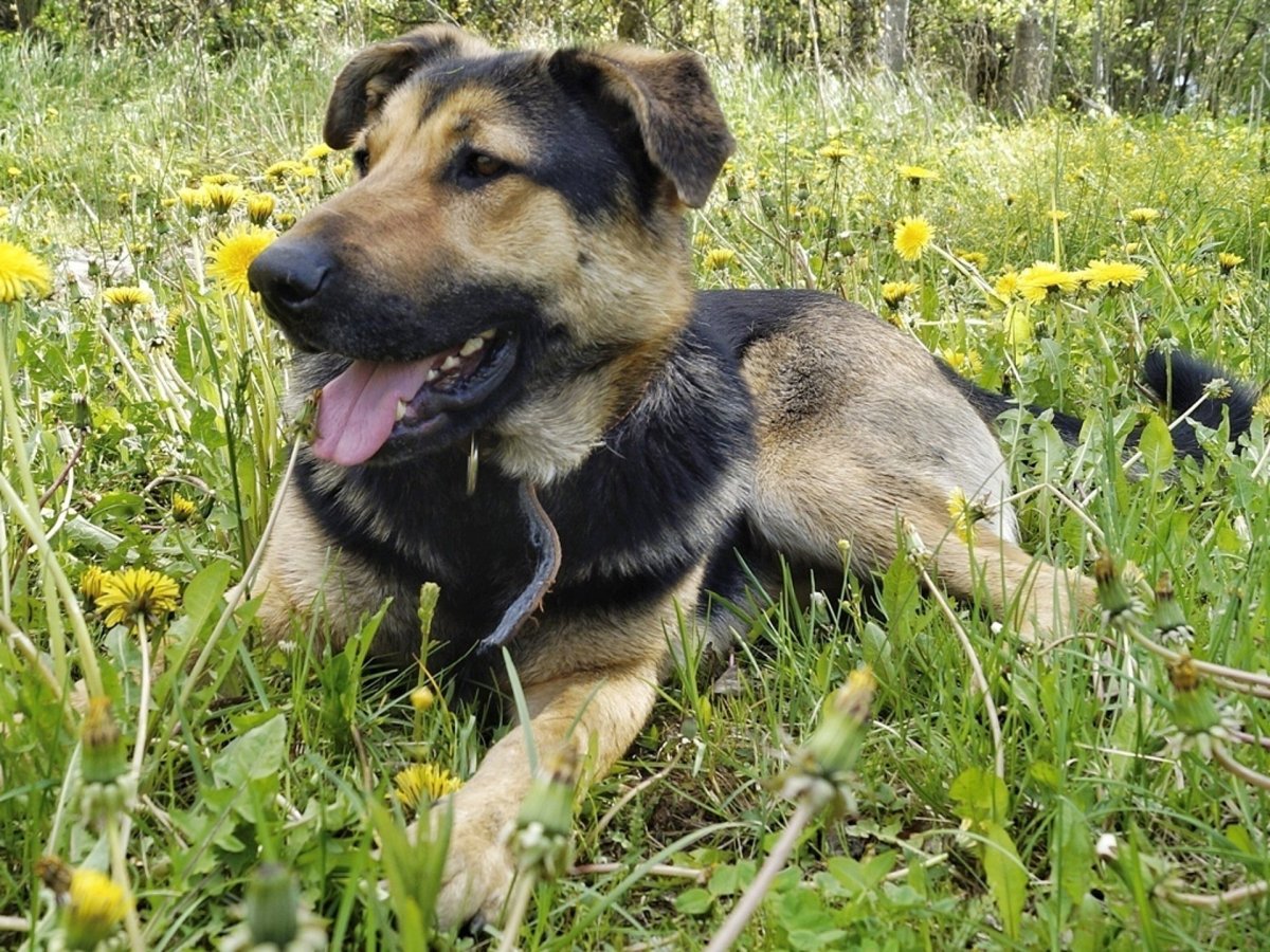 Новошотландский ретривер пузырь