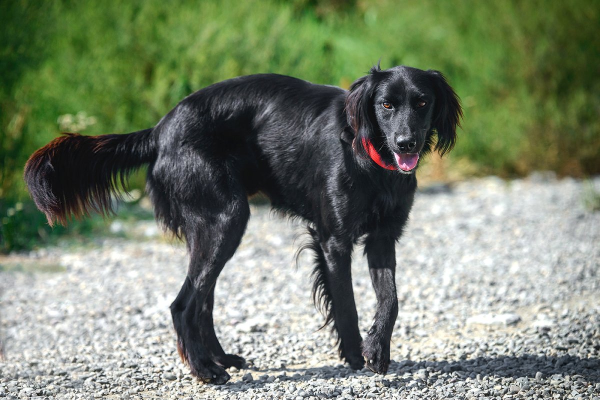 Русская гончая метис