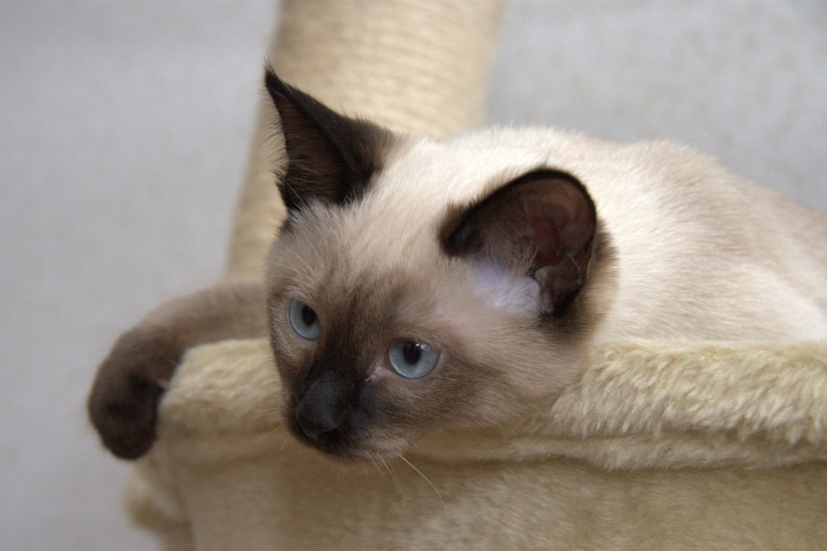 Тайский кот метис