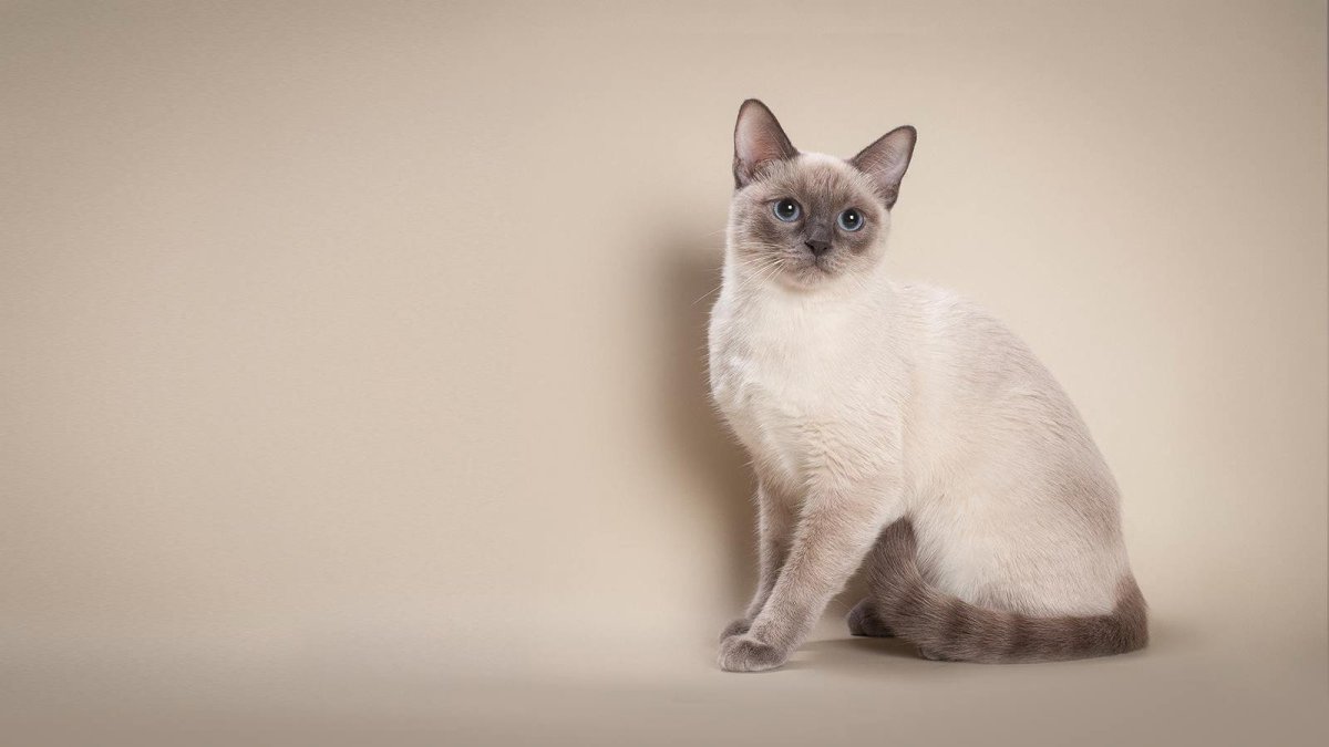 Тайская кошка фавн Пойнт