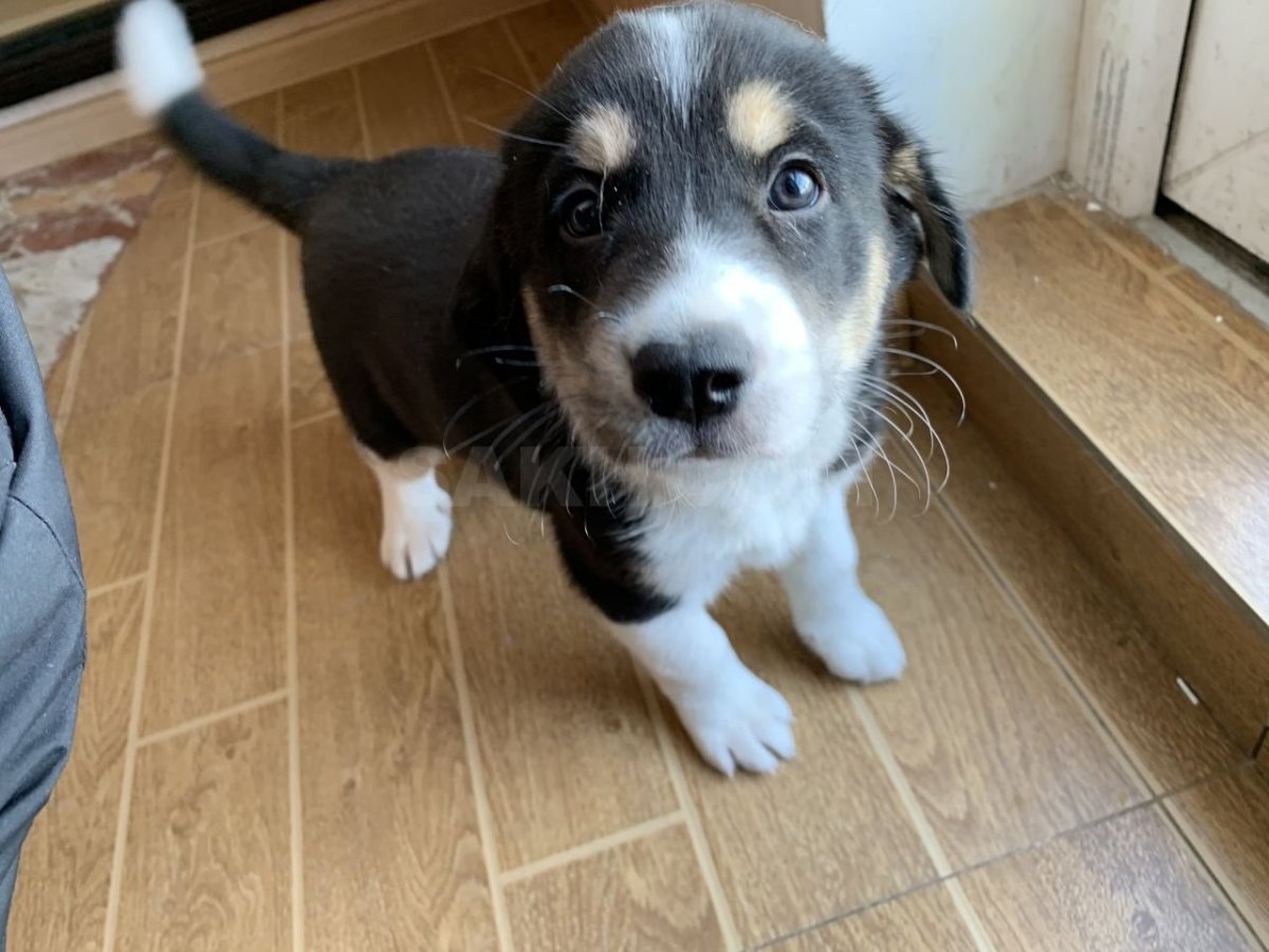 Метис кокер спаниеля