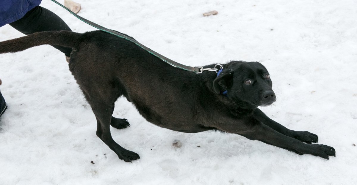 Метис кокер лабрадор