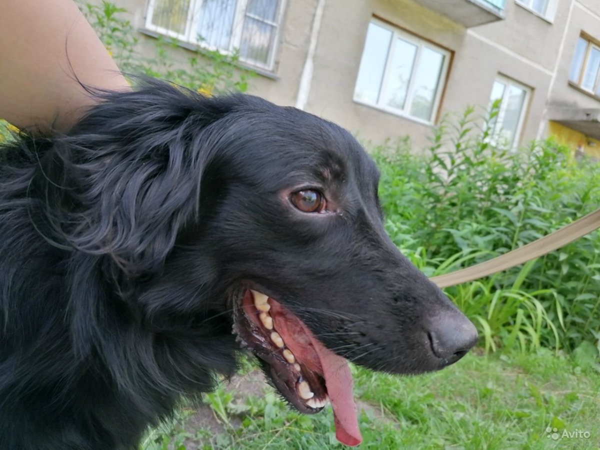 Метис спаниеля с ветпаспортом