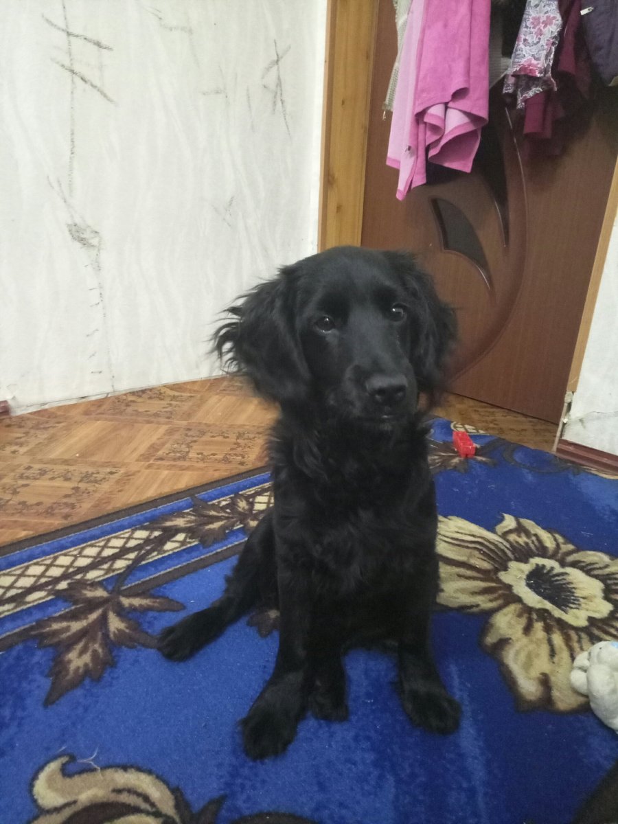 Метис спаниеля и овчарки