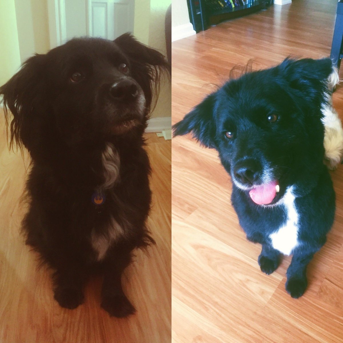 Метис пойнтера и курцхаара