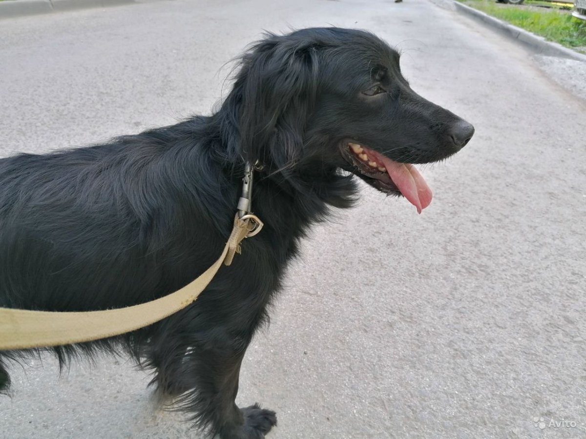 Кавалер Кинг-Чарльз-спаниель + австралийская овчарка