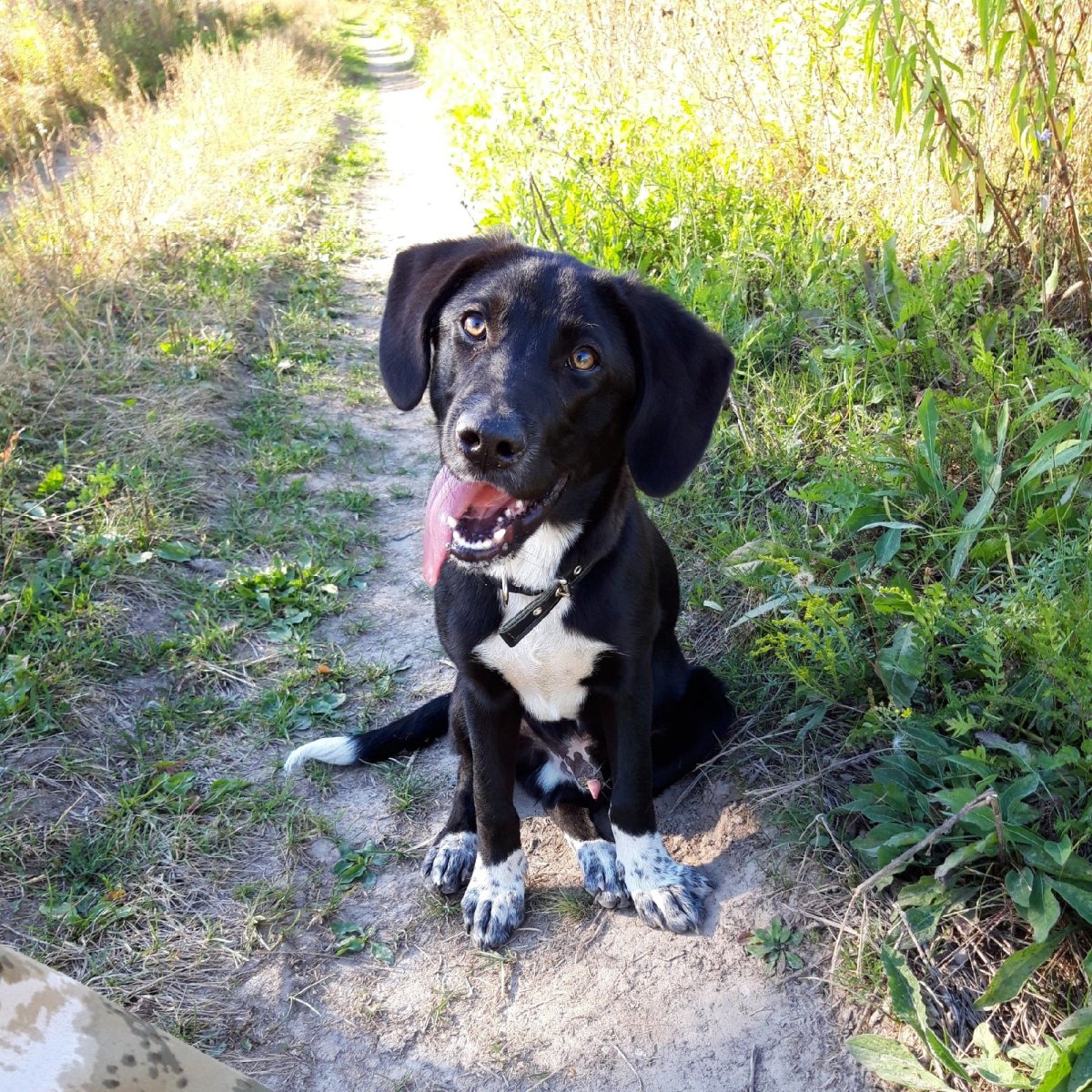 Метис собака черная маленькая