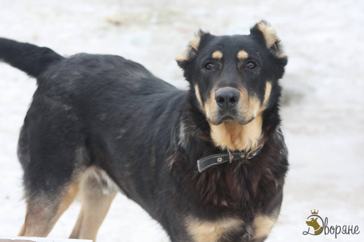 Австралийский спрингер спаниель