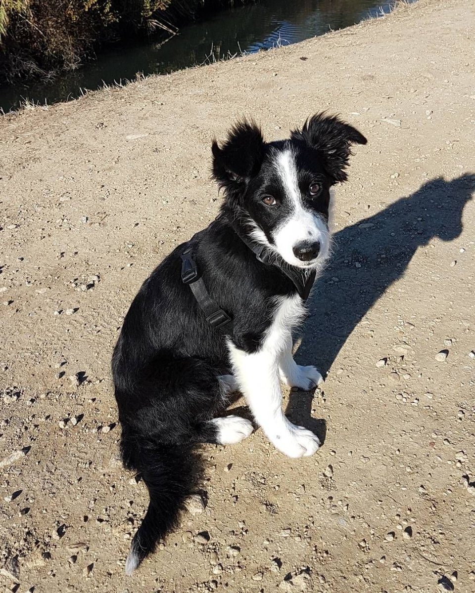 Помесь пинчера и спаниеля