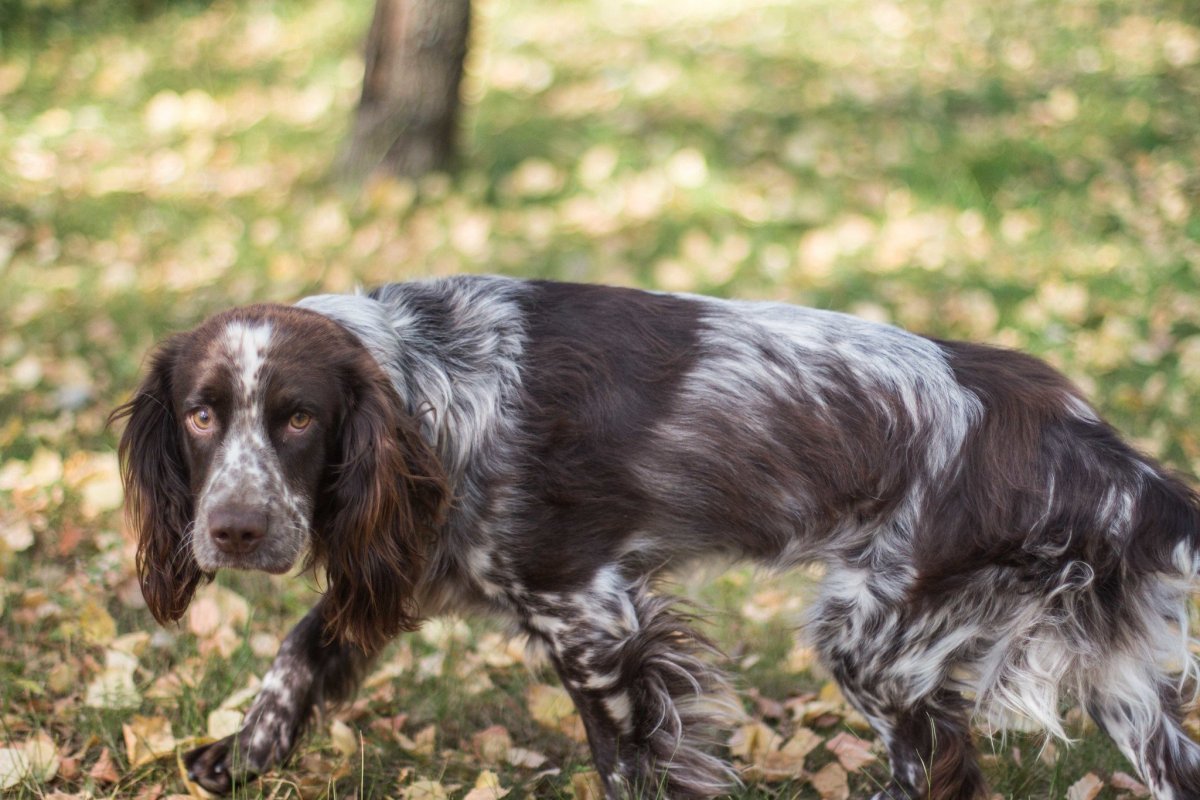 Метис спаниеля