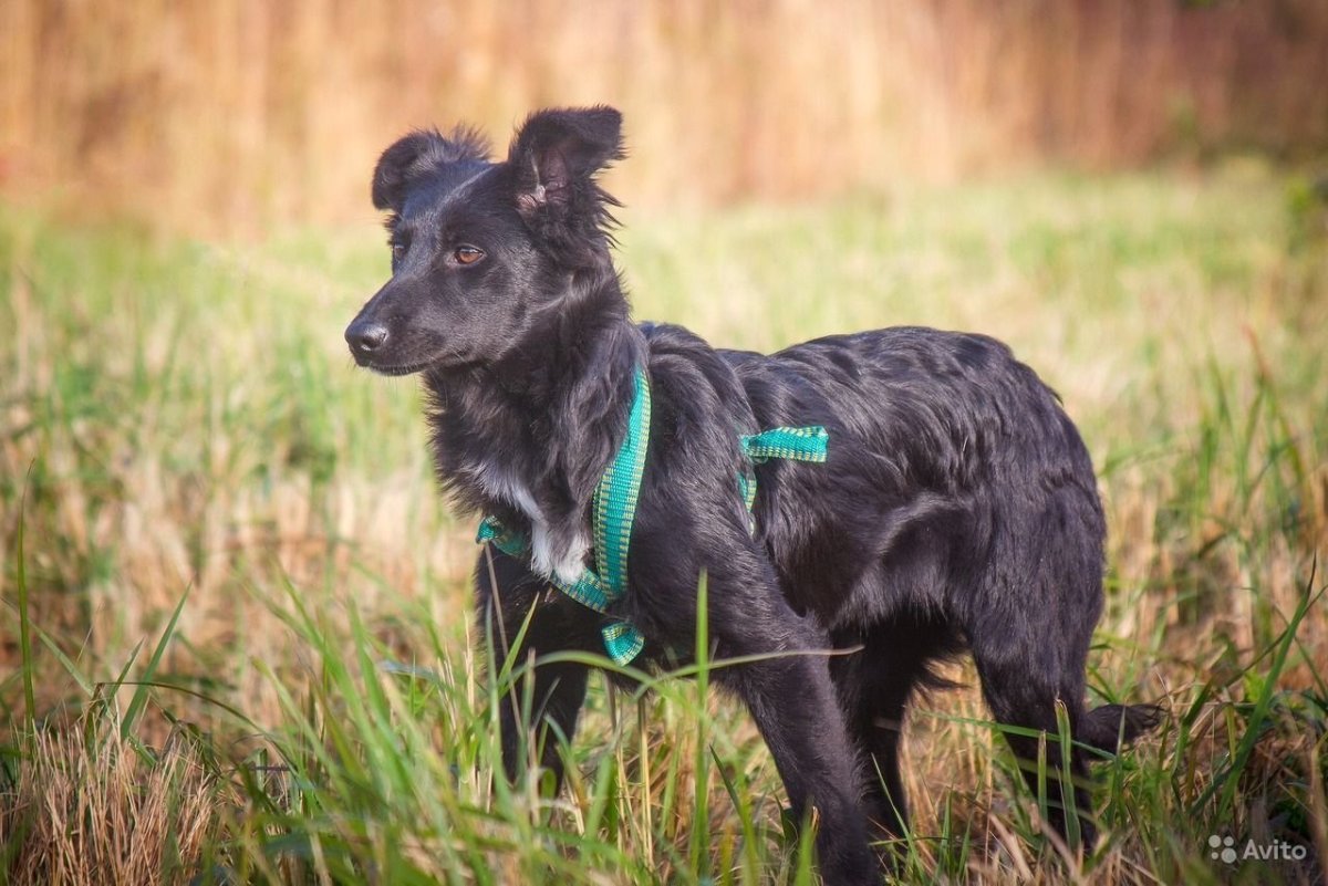 Метис спаниеля и овчарки фото