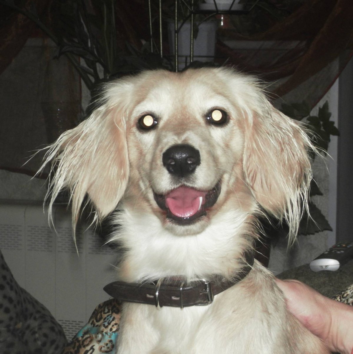 Метис пинчера и спаниеля