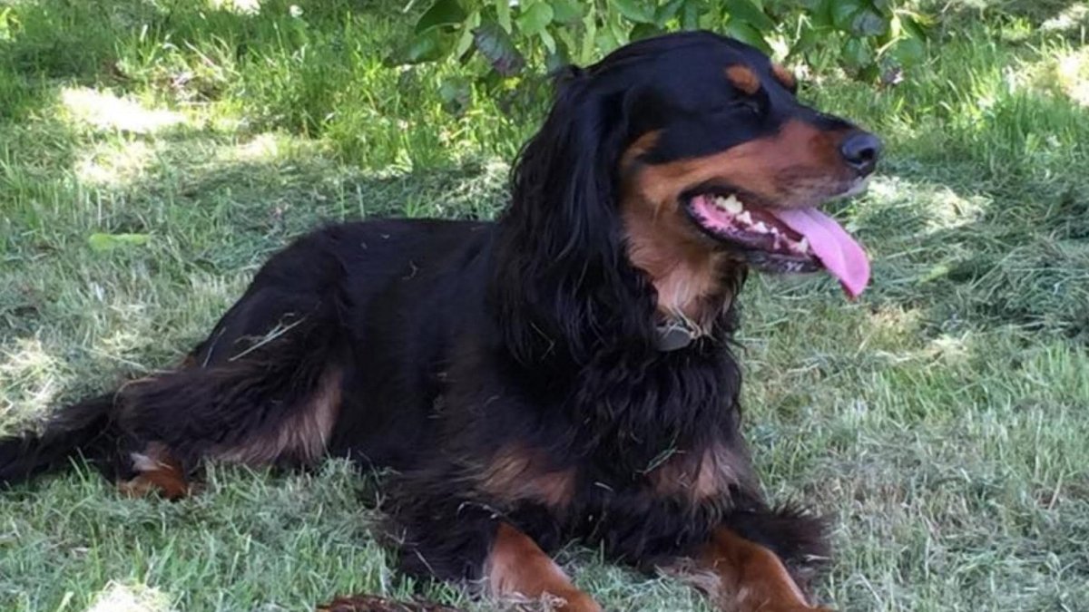 Метис пинчера и спаниеля