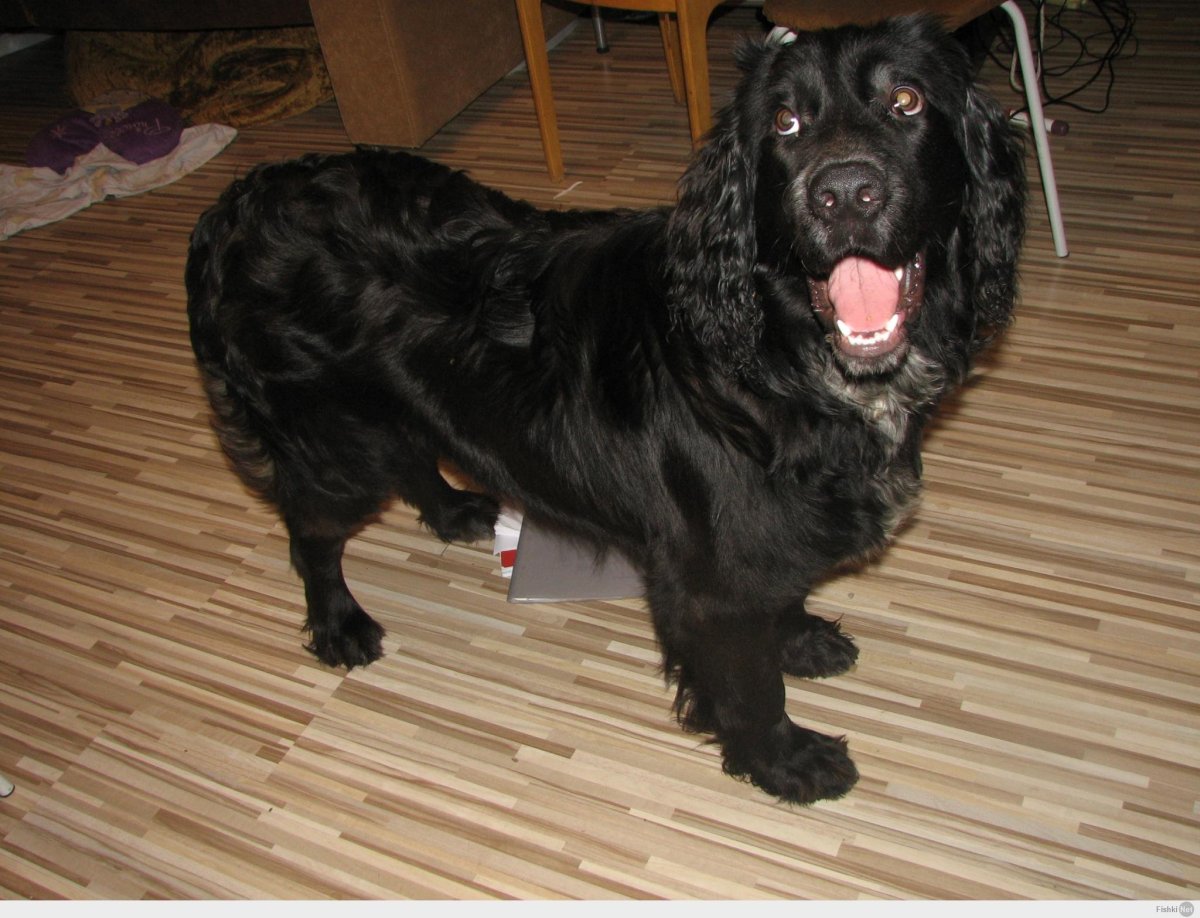 Метис немецкой овчарки и ньюфаундленда