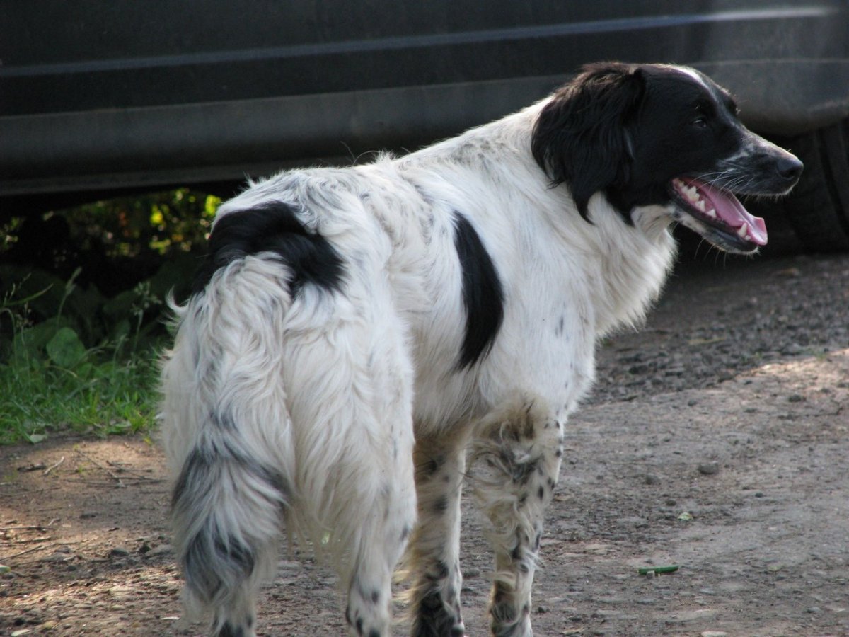 Метис спаниеля