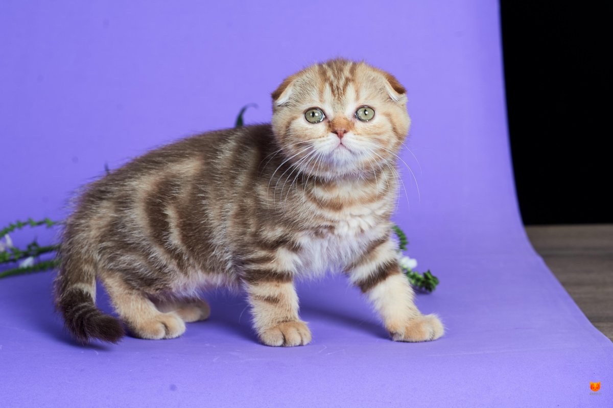 Шотландский скоттиш фолд мраморный