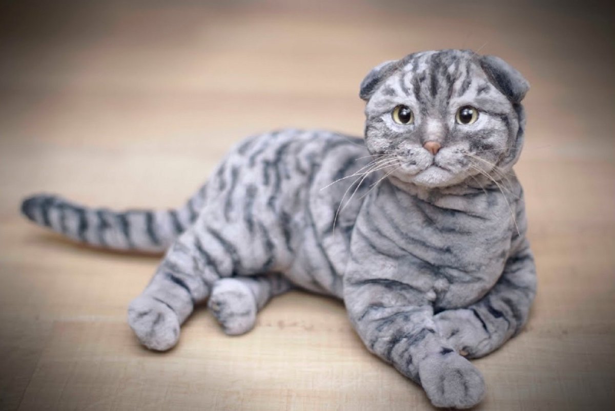 Мраморный кот шотландец вислоухий