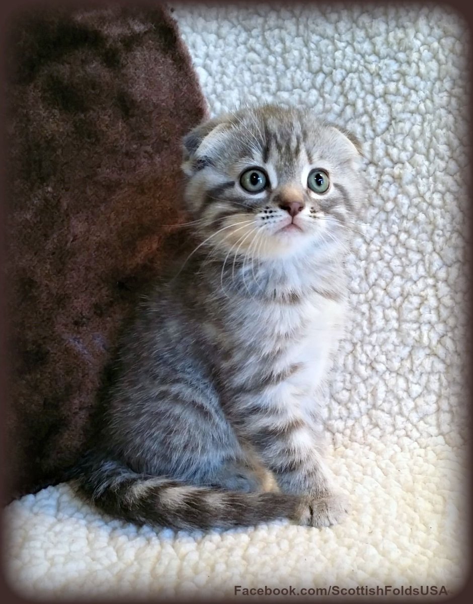 Шотландские кошки NS 22