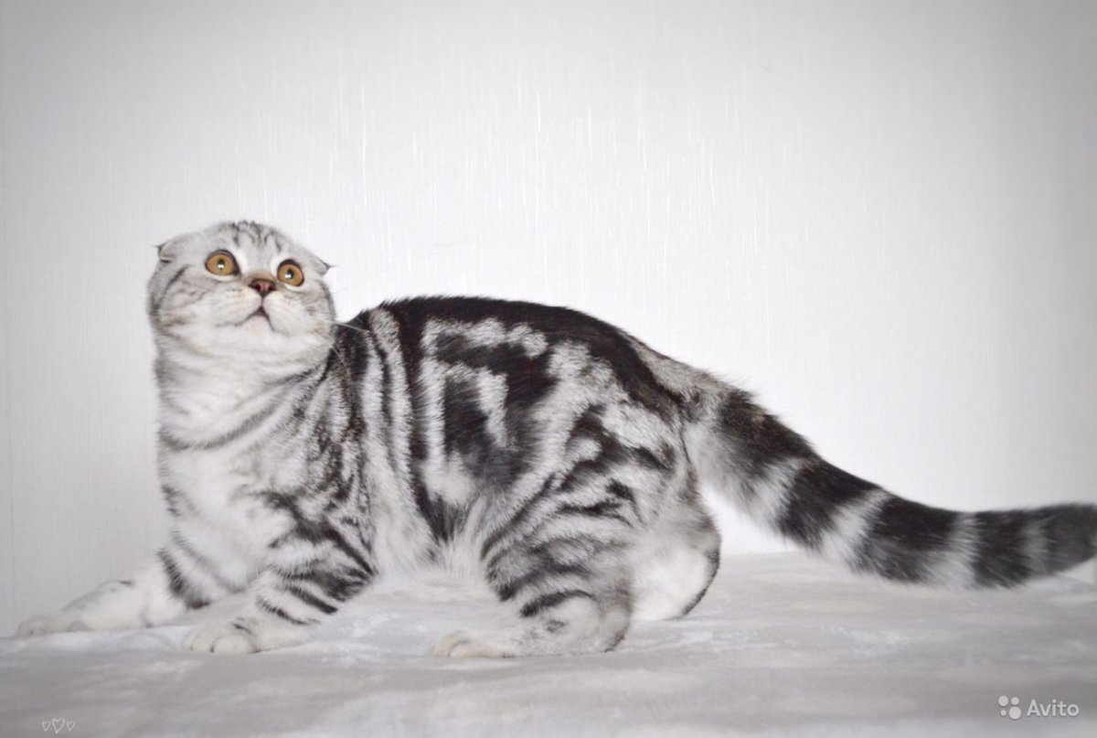 Шотландская вислоухая кошка мраморная