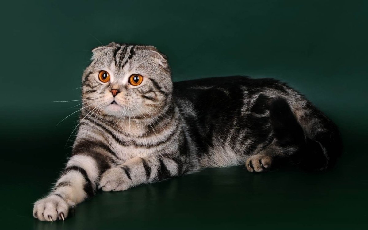 Шотландские вислоухие котята мраморные